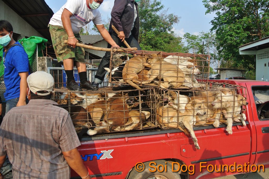 Dogs saved from the cruel dog meat trade