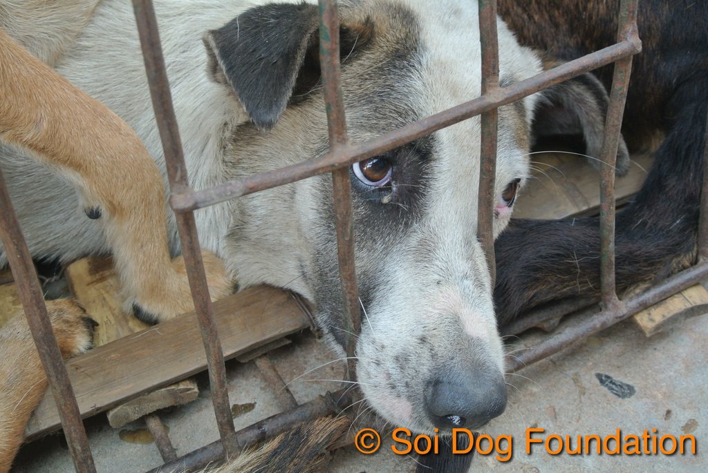 Dogs who were just rescued from a smugglers' truck