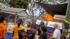 Rescued dogs from the meat trade arrive in Phuket