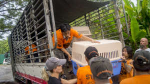 Rescued dogs from the meat trade arrive in Phuket