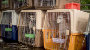 Rescued dogs from the meat trade arrive in Phuket