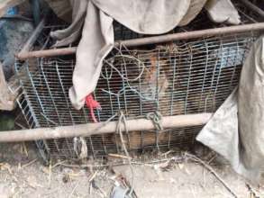 Boonrod, one of the victims of the Dog Meat Trade.