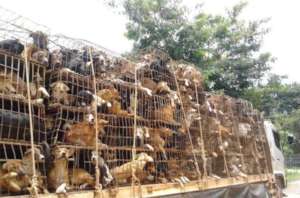 Victims of the dog meat trade