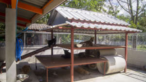 Dogs rescued from the dog meat trade