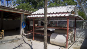 Dogs rescued from the dog meat trade