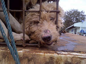 A dog rescued from a dog smugglers' truck