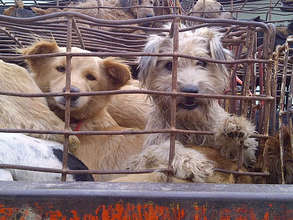 Dogs rescued from a dog smugglers' truck