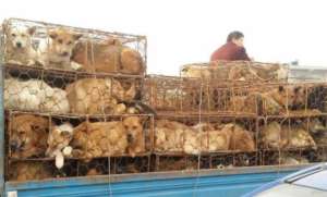 The victims of the dog meat trade