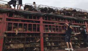 A truck carrying dogs to slaughter is stopped