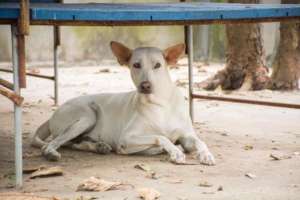 Prince soon after rescue