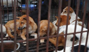 Dogs in a slaughterhouse in Hanoi, Vietnam