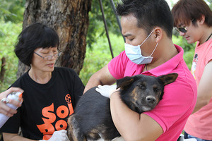 Treating sick dogs from the dog meat trade