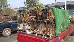 A dog smugglers' truck