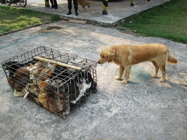 Help dogs rescued from the barbaric dog meat trade