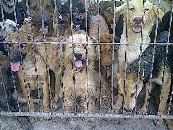 Help dogs rescued from the barbaric dog meat trade