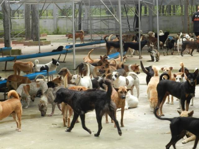 Reports on Help dogs rescued from the barbaric dog meat trade