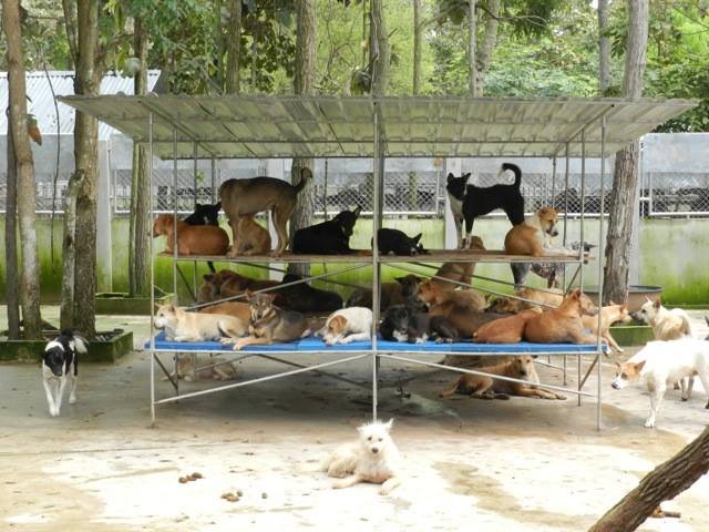 Help dogs rescued from the barbaric dog meat trade