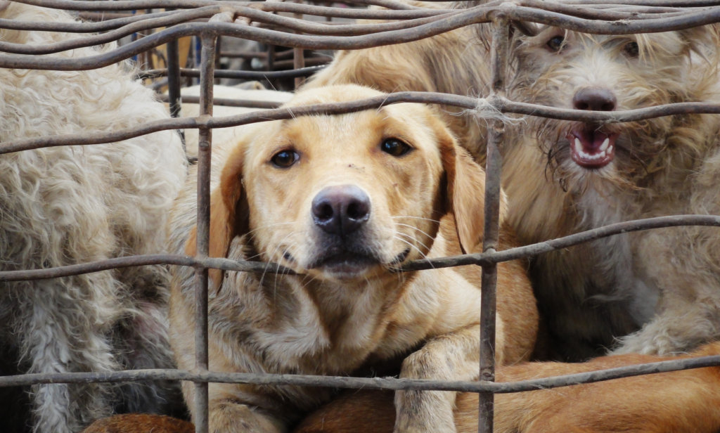 Help dogs rescued from the barbaric dog meat trade