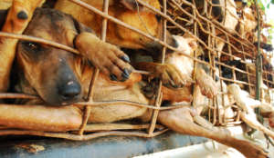 Victims of the dog meat trade