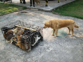 Victims of the dog meat trade