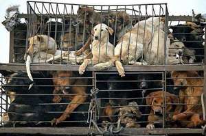 Dogs being transported from Thailand