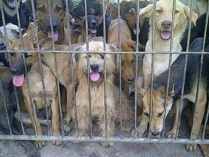 Dogs being transported from Thailand
