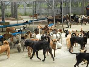 Dogs rescued from the dog meat trade