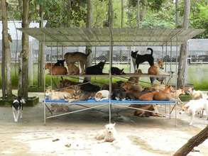 Dogs rescued from the dog meat trade