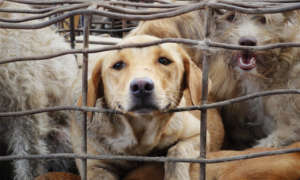 Victim of the dog meat trade