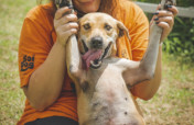 Help dogs rescued from the barbaric dog meat trade