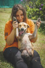 Help dogs rescued from the barbaric dog meat trade