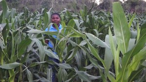 Aline demonstrates the progress of the corn plots