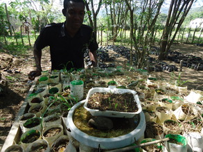 Jean planting pitimi starts in the SOIL nursery