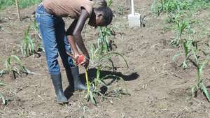 Measuring corn growth