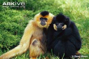 Gibbons in Seima Protected Forest