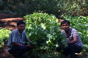 Vegetable farm of Channry