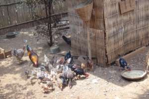 Chicken farm of Channry