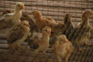 Chicken raising in Saob Kroum Village