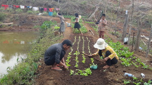 CRDT staff coaching farmer on vegetable growing