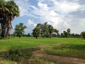 Rice crop after transplanting for two weeks