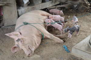 Pig raising is a success