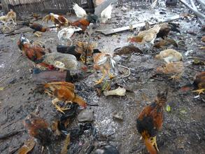 Chickens of Ms. Channy left from death in April