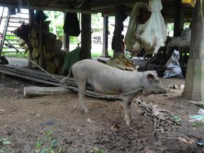 Pig of Ms. Nea after 5 months raising