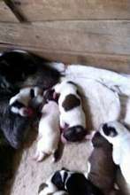 Orphaned when their dam was poisoned.