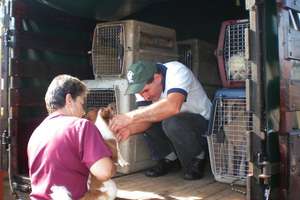 Spay/Neuter Pick Up