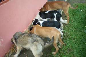 Litter with Multiple Sires