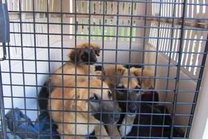 Rescued Puppies