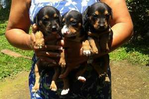 Puppies Born to a Street Dog