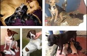 Spay/Neuter Street Dogs in San Ramon, Costa Rica