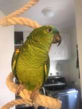 JAKEY WATCHING MOM FROM HER FAVORITE PERCH